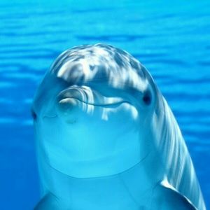 Meet your Posher, Riley